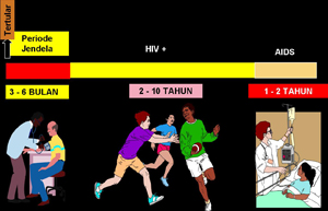 fase perjalanan HIV ke AIDS2 E.jpg